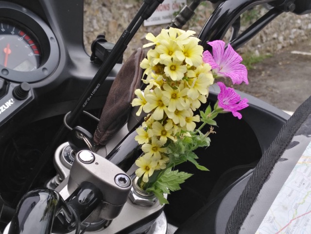 Tag 6: Flower of the Day